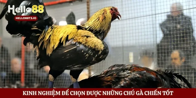 Đá Gà Hello88 Hình số 4 Kinh nghiệm để chọn được những chú gà chiến tốt