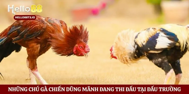Đá Gà Hello88 Hình số 2 Những chú gà chiến dũng mãnh đang thi đấu tại đấu trường
