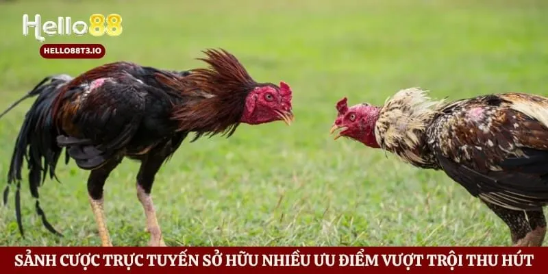 Đá Gà Hello88 Hình số 1 Sảnh cược trực tuyến sở hữu nhiều ưu điểm vượt trội thu hút
